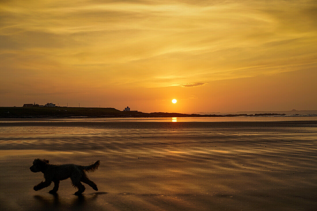 'A dog runs across a wet beach with the golden sun setting in an orange sky along the coast and Bamburgh Castle in the distance; Bamburgh, Northumberland, England'
