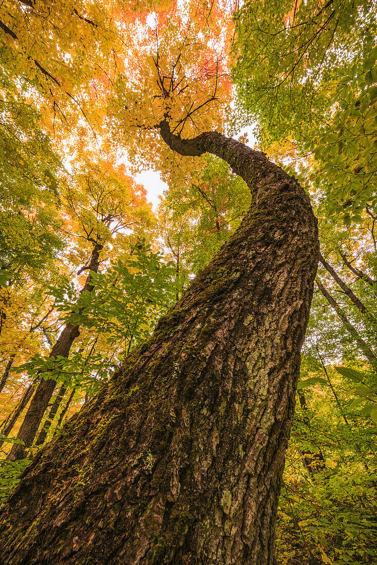 'Looking up the trunk of a gnarled tree toward the sky in the forest of Algonquin Park; Ontario, Canada'