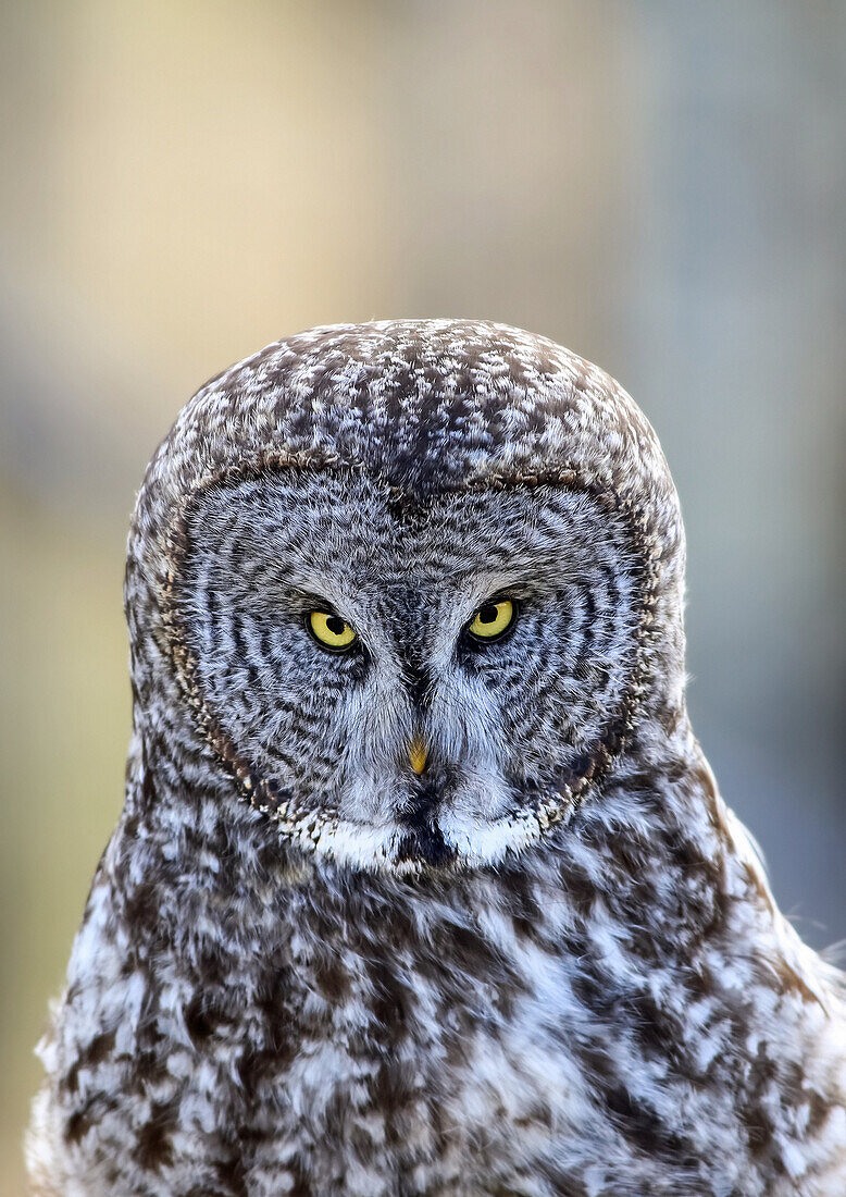 'Great Grey Owl (Strix nebulosa), Alberta foothills; Alberta, Canada'