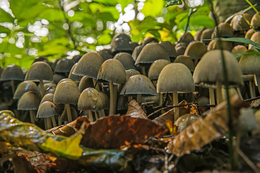 'Mushroom colony on the forest floor; Strathroy, Ontario, Canada'