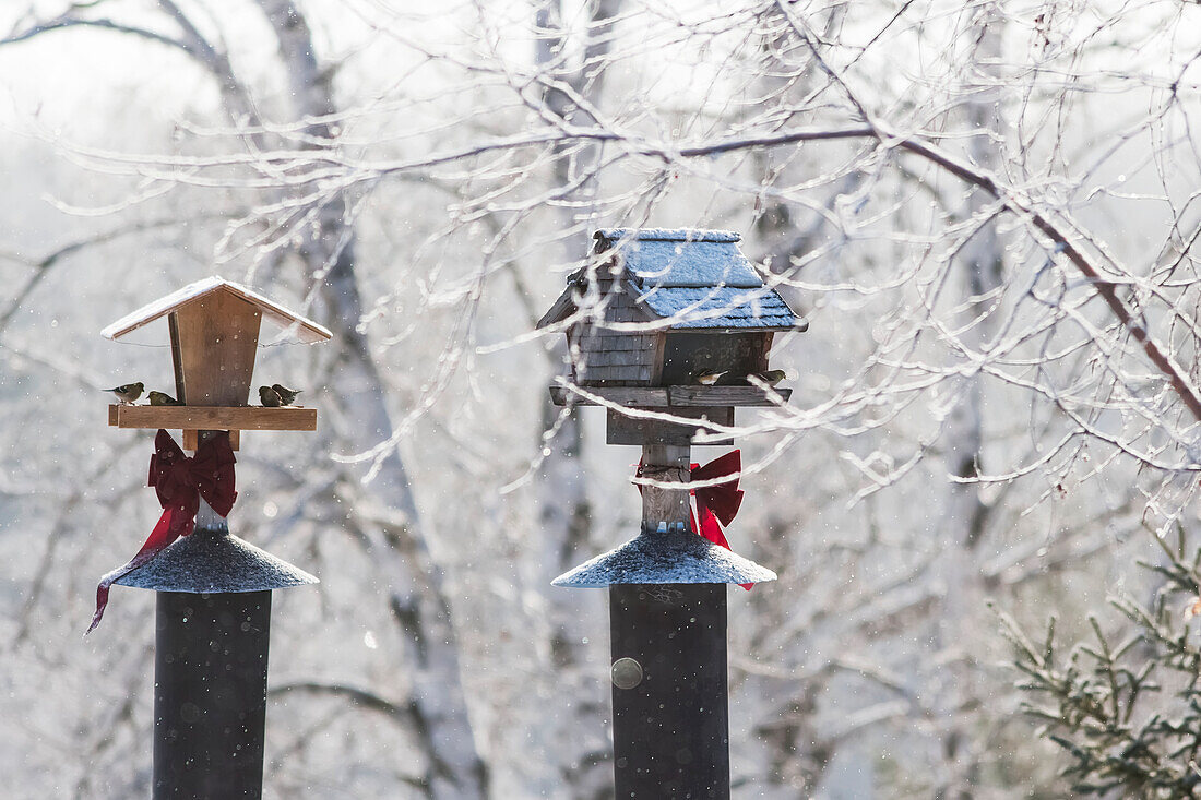 'Goldfinches feed at two homemade bird feeders with holiday bows, Christmas season; Minnesota, United States of America'