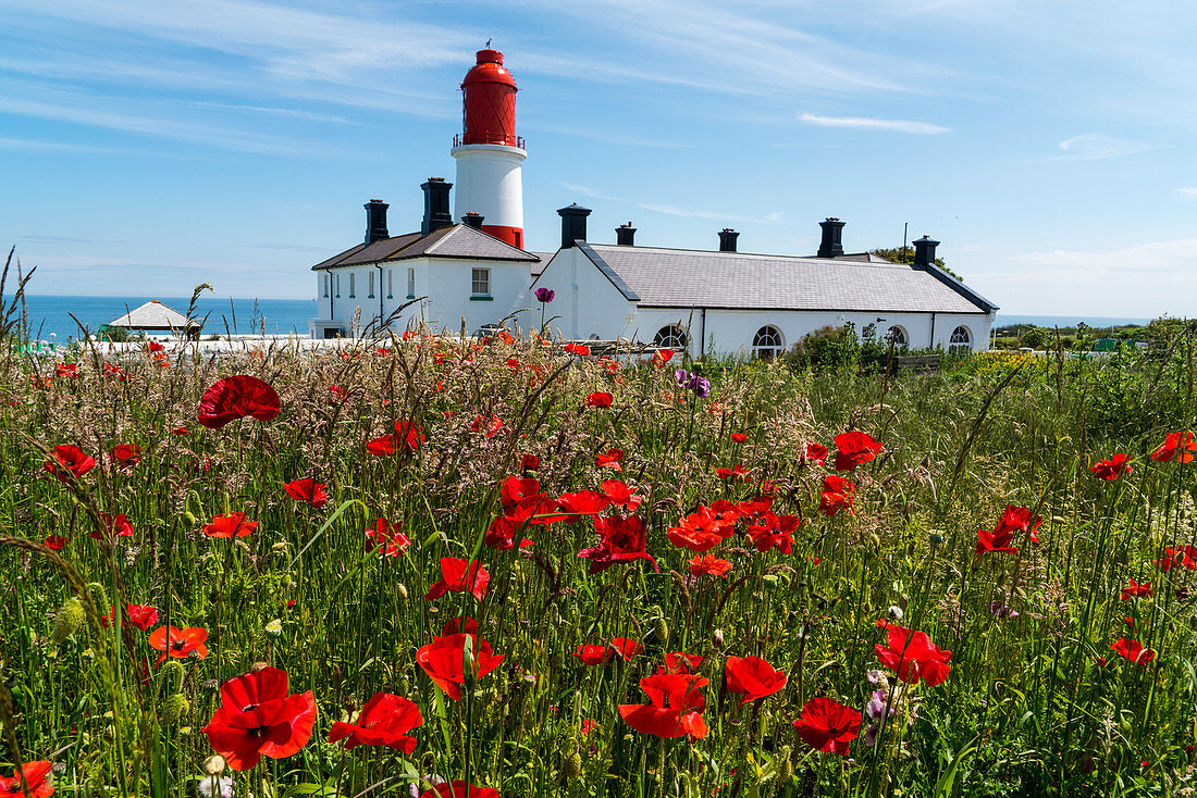 'Souter Lighthouse with a field of red poppies in the foreground; South Shields, Tyne and Wear, England'
