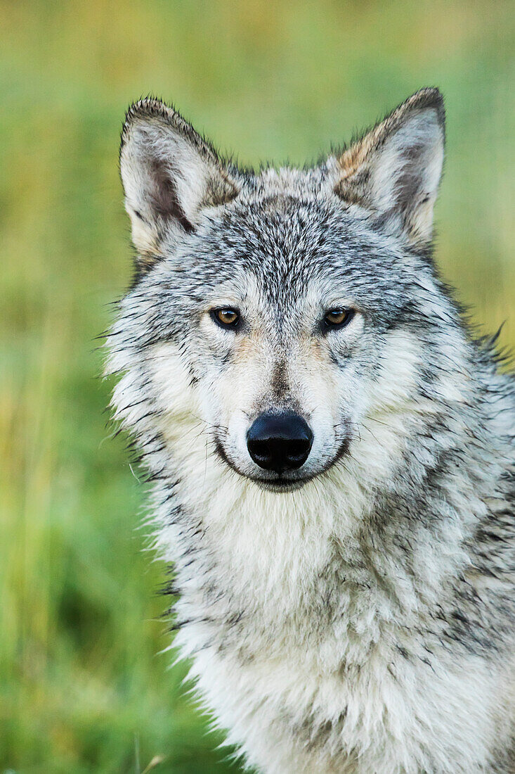 'Immature female wolf (canis lupus), captive at the Alaska Wildlife Conservation Center, South-central Alaska; Portage, Alaska, United States of America'