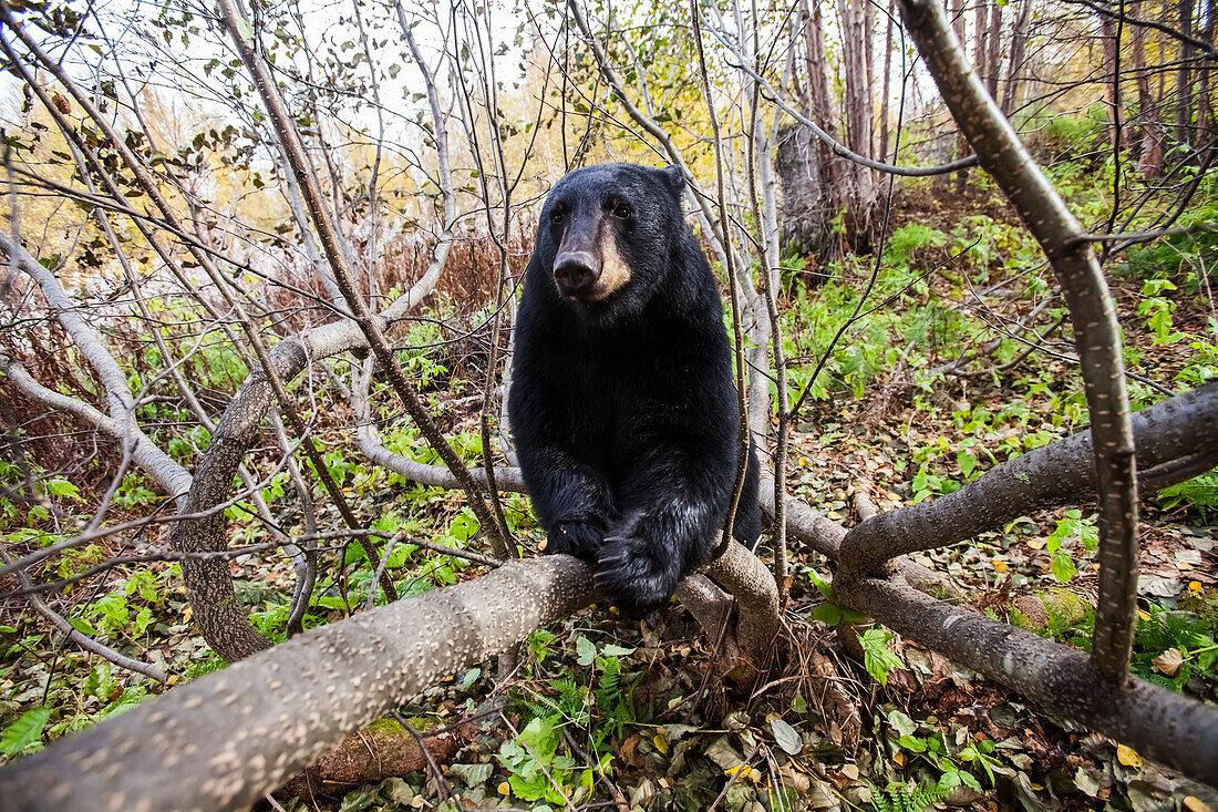 Adult Black bear in a forest among autumn foliage, Southcentral Alaska, USA