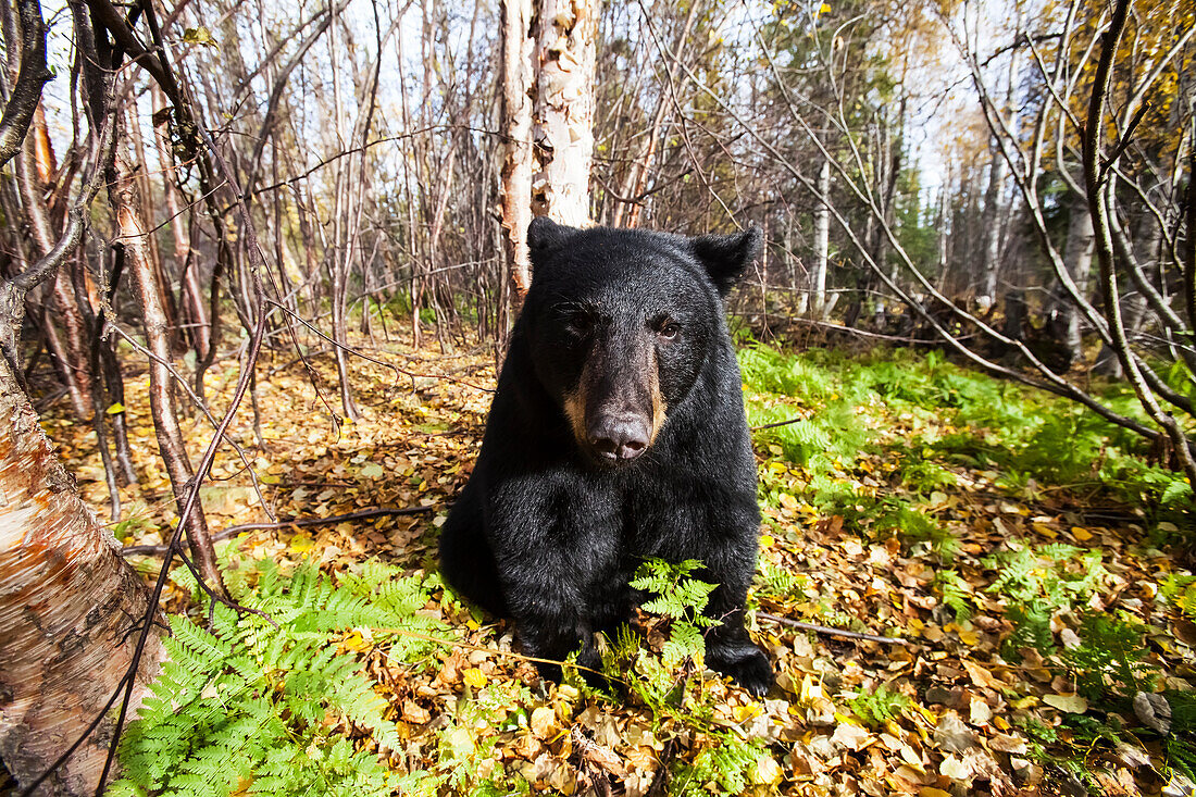 Close up of an adult Black bear among autumn foliage, Southcentral Alaska, USA