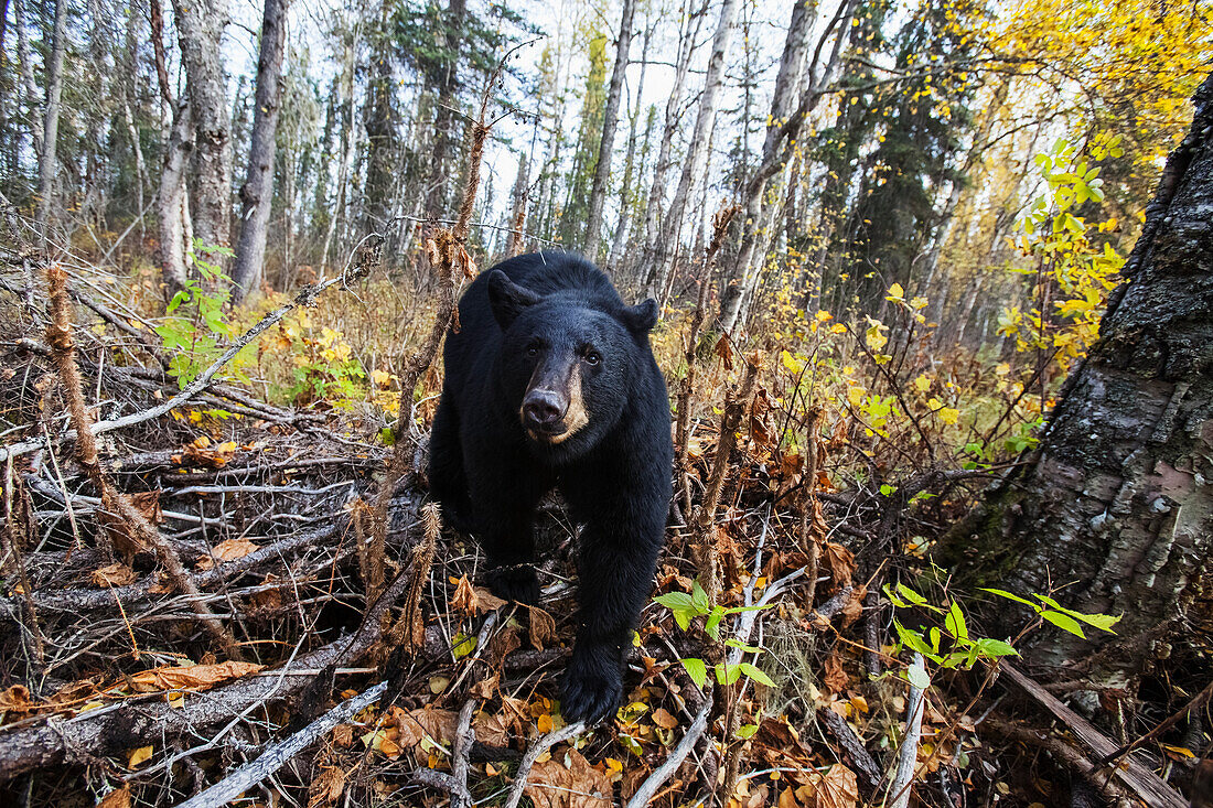 Adult Black bear among autumn foliage, Southcentral Alaska, USA