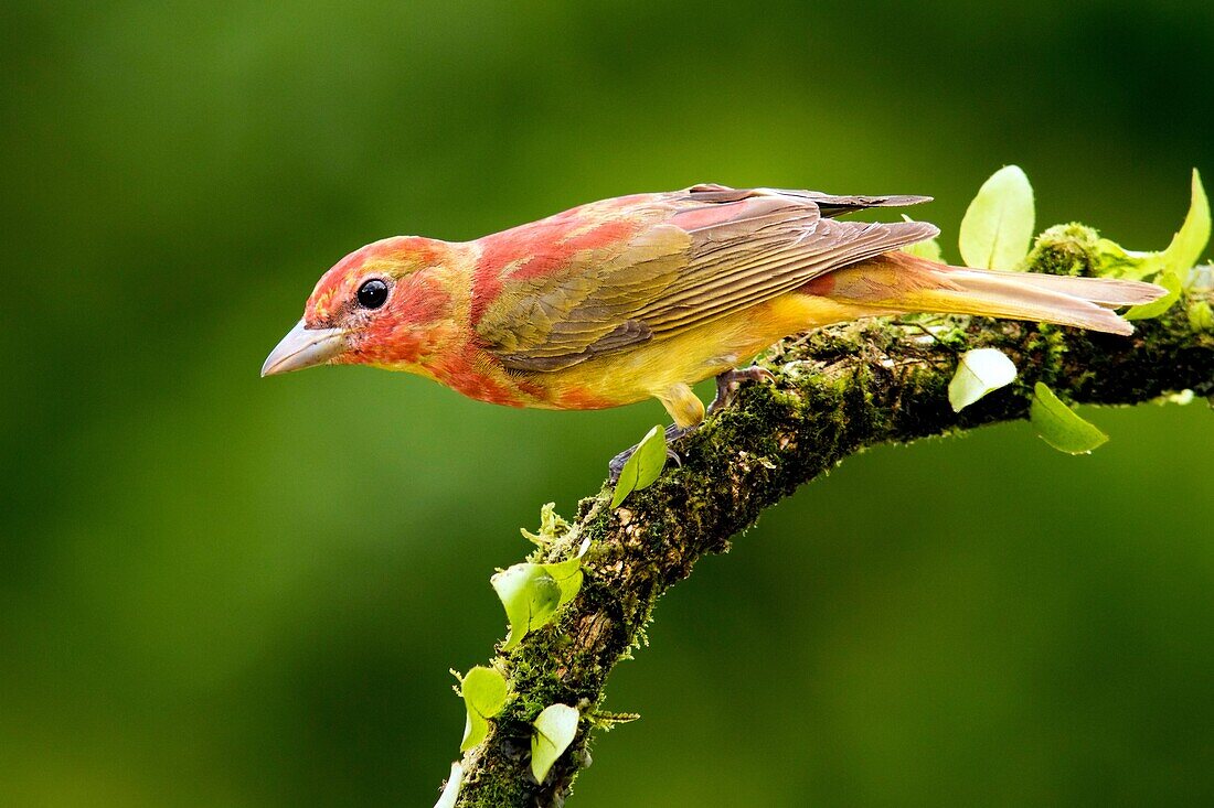 Summer Tanager (Piranga rubra) - La Laguna del Lagarto Lodge - Boca Tapada, San Carlos, Costa Rica.