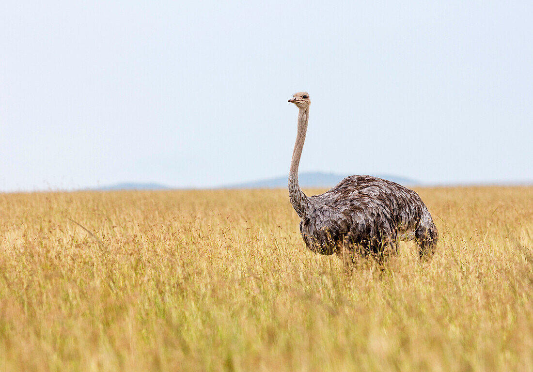 Female Ostrich, standing in high grass looking in to the camera, Masai mara, Kenya, Africa.