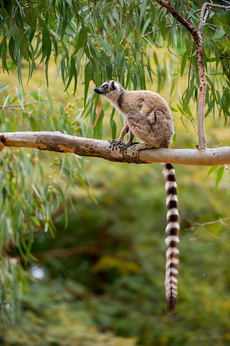 Mangy (probably cause by eating a poisonous plant during the dry season) Ring-tailed lemur (Lemur catta) sitting in tree at Berenty Reserve in southern Madagascar.