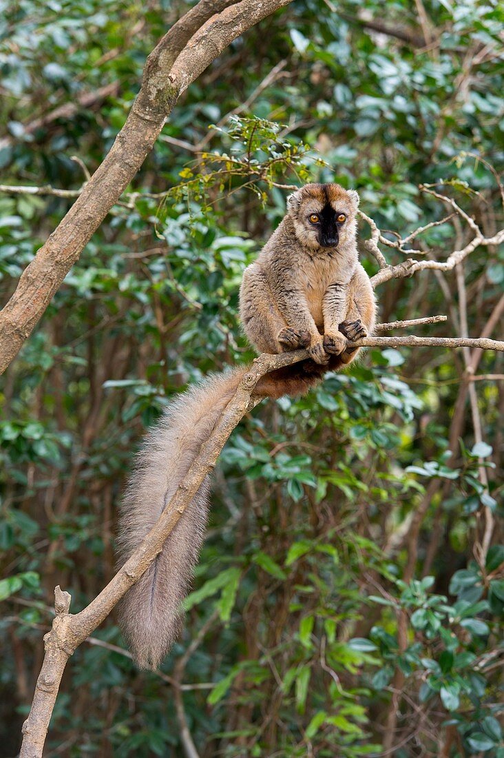 Rot-fronted brauner Lemur (Eulemur rufifrons) auf Lemur Island in der Nähe von Perinet Reserve, Madagaskar.