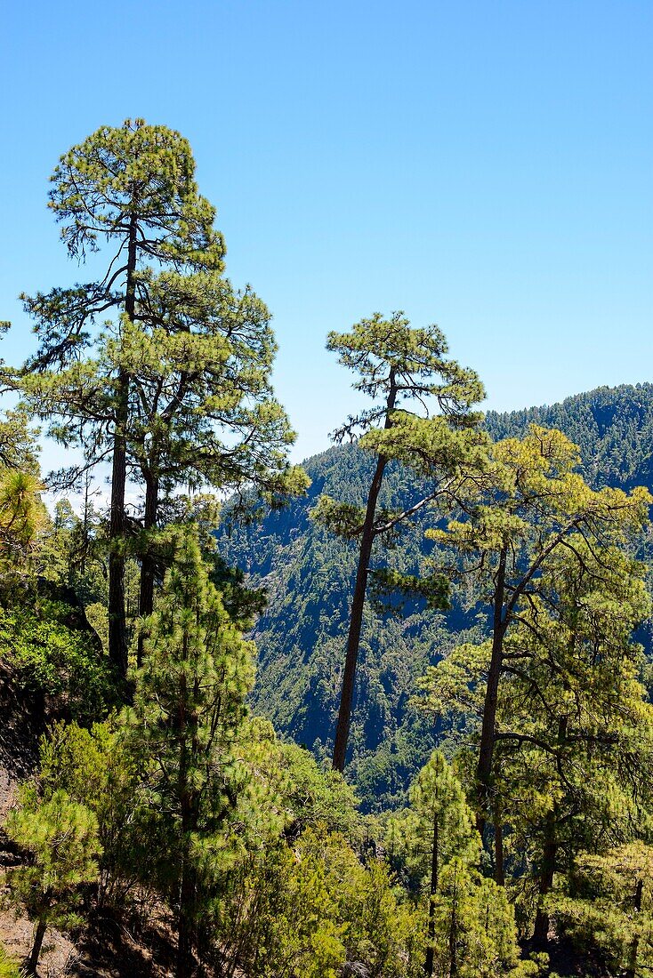 Bosque de Pinos canarios en La Palma Islas Canarias España Europa