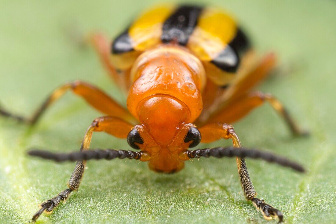 A frontal view of a Three-lined Potato Beetle (Lema daturaphila) perched on a leaf.