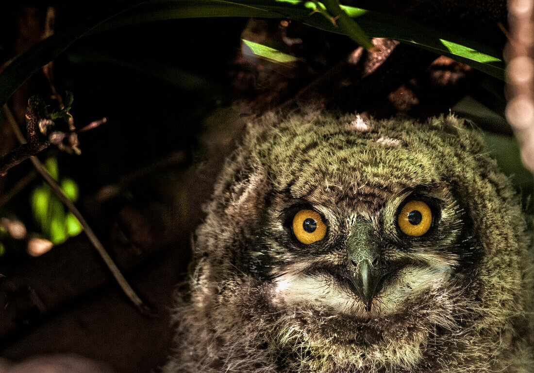 Cape Eagle Owl chick peeks out from the nest. Cape Town, South Africa