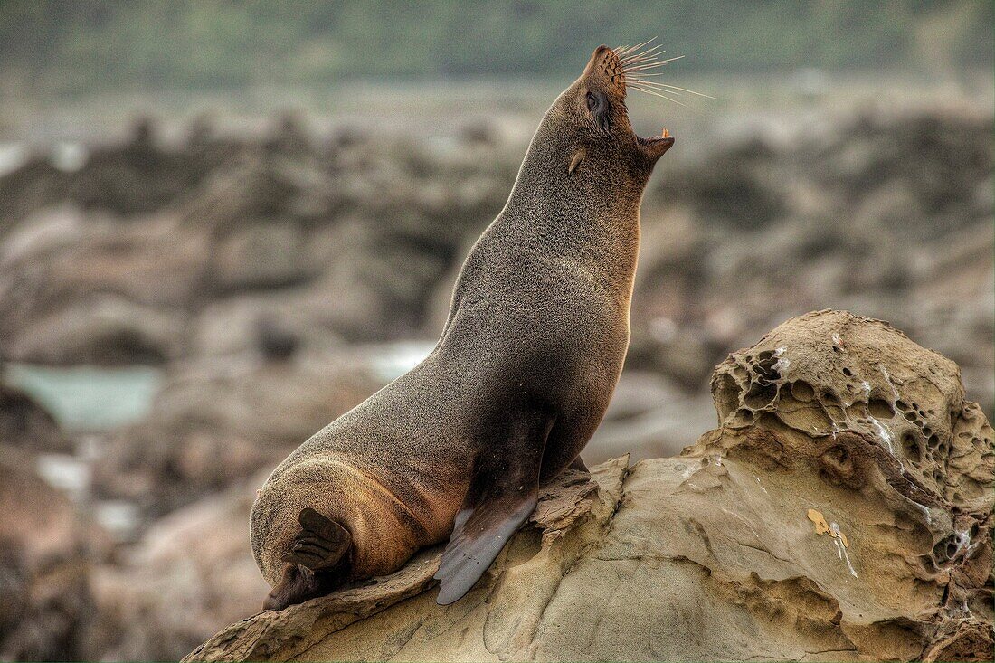 New Zealand fur seal, Arctocephalus fosterii, Kaikoura, North Canterbury, New Zealand.