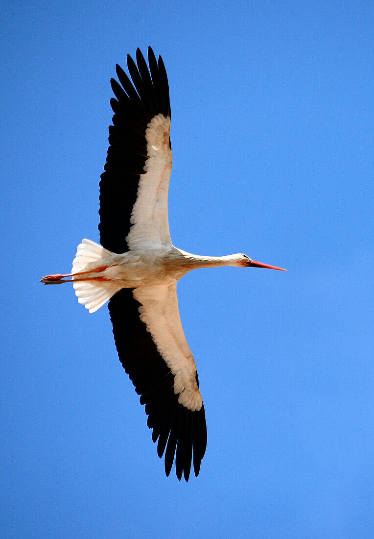Stork flying against blue sky, Lagos, Algarve, Portugal, Europe