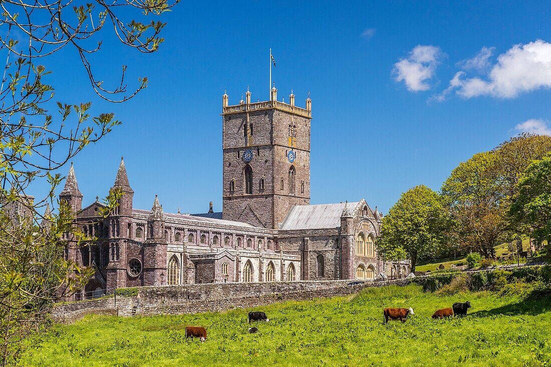 St Davids Cathedral, Pembrokeshire Coast National Park, Pembrokeshire, Wales, United Kingdom, Europe.