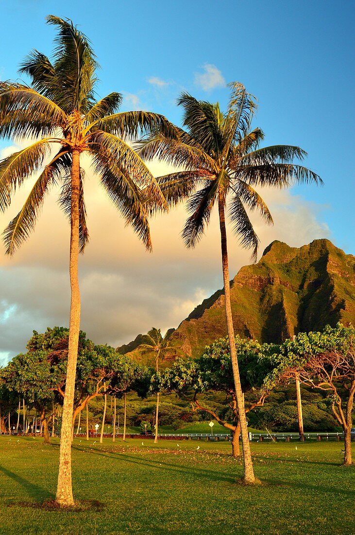 Palm Trees Frame Jagged Mountains at Kualoa Park on Oahu Island.