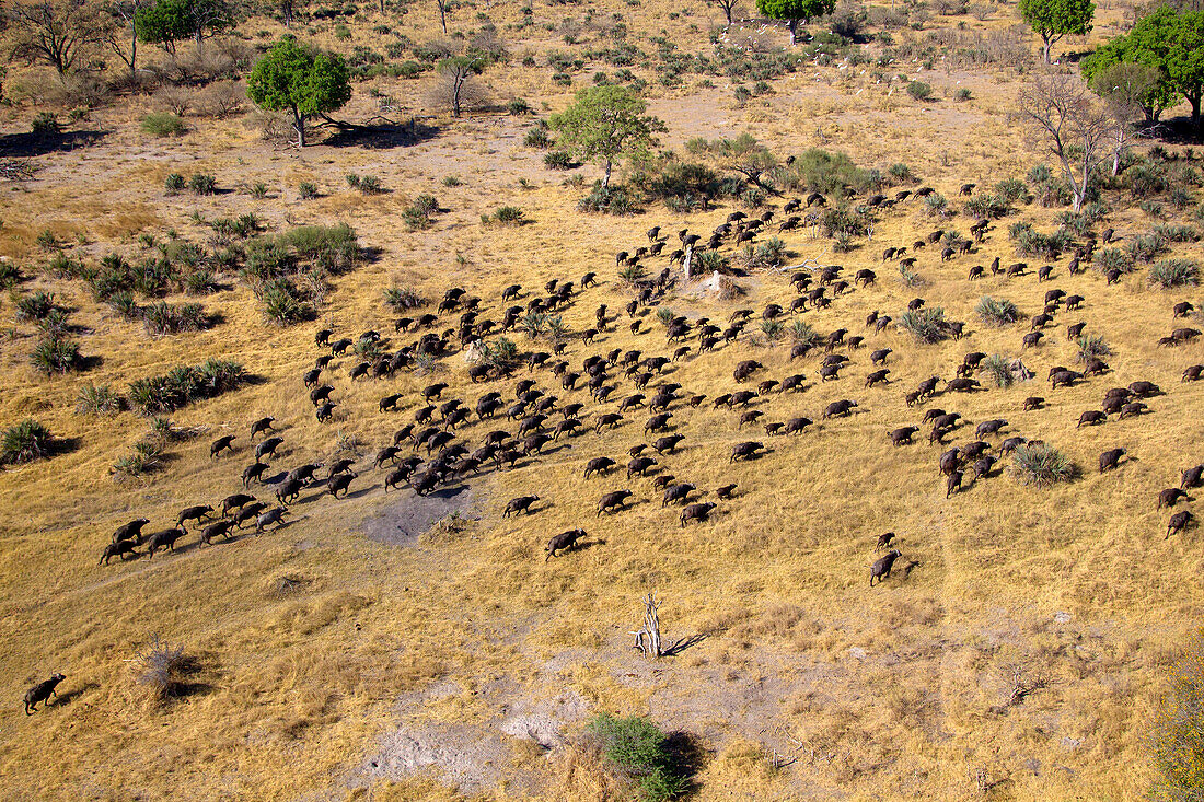 Aerial view of African buffalo or Cape buffalos (Syncerus caffer). Okawango Delta, Botswana. The Okavango Delta is home to a rich array of wildlife. Elephants, Cape buffalo, hippopotamus, impala, zebras, lechwe and wildebeest are just some of the large ma