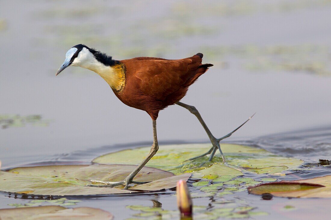 African Jacana (Actophilornis africana), Chobe National Park, Botswana.