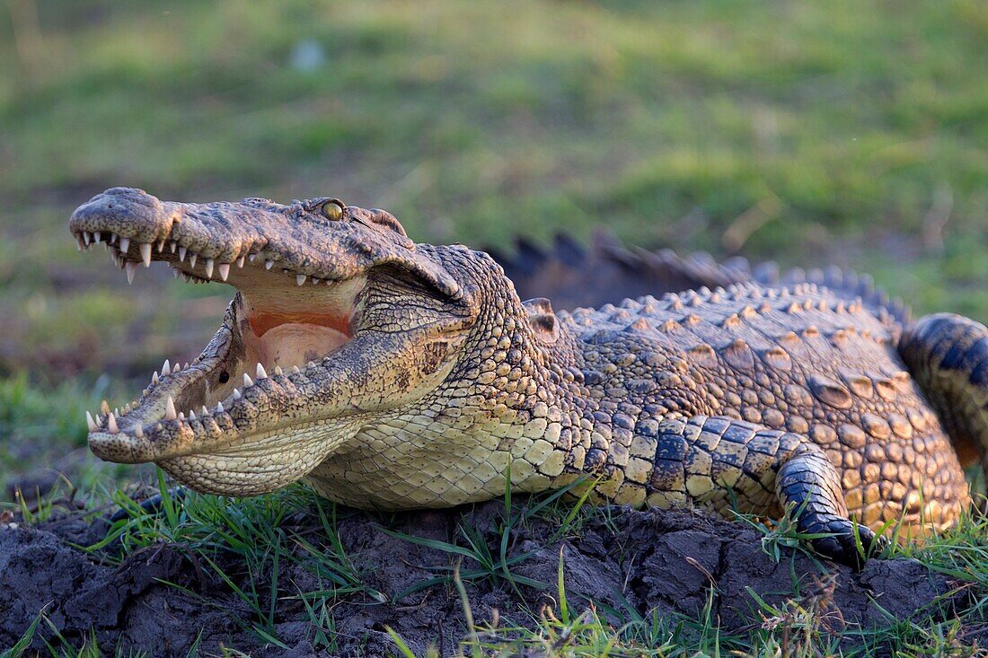 Nile Crocodile (Crocodylus niloticus), crawling through mud along Chobe River, Chobe National Park, Botswana.