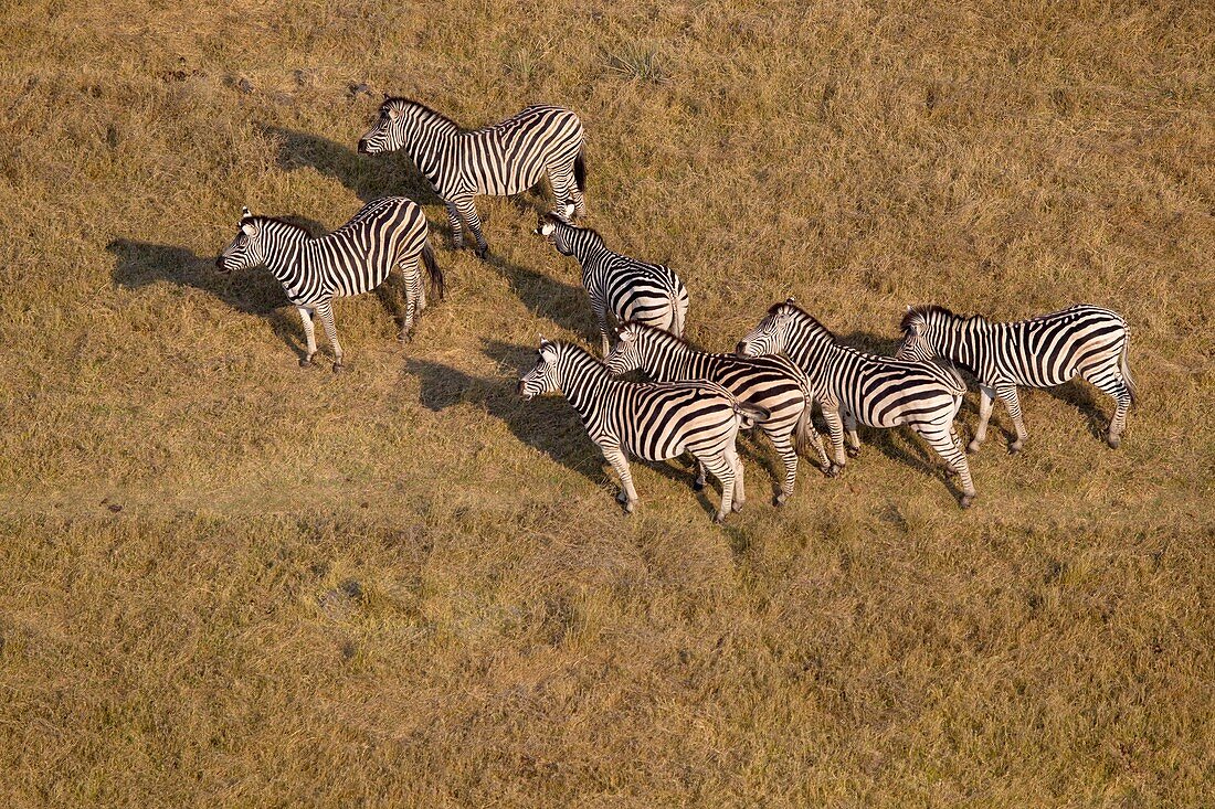 Aerial view of plains zebras, (Equus quagga), Okavango Delta, Botswana. The Okavango Delta is home to a rich array of wildlife. Elephants, Cape buffalo, hippopotamus, impala, zebras, lechwe and wildebeest are just some of the large mammals can be found in