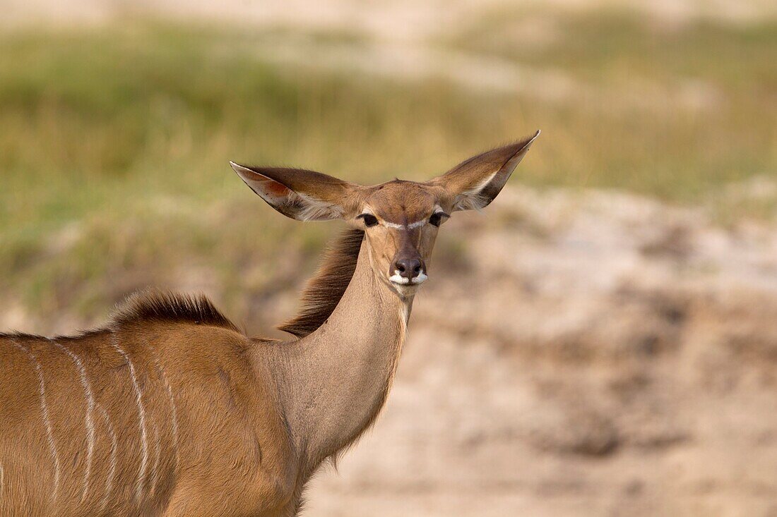 Kudu (Tragelaphus strepsiceros), Chobe National Park, Botswana.