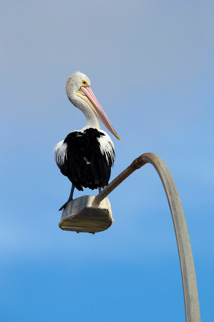 Australian Pelican (Pelecanus conspicillatus), on the light, American River, Kangarro Island, South Australia, Australia.