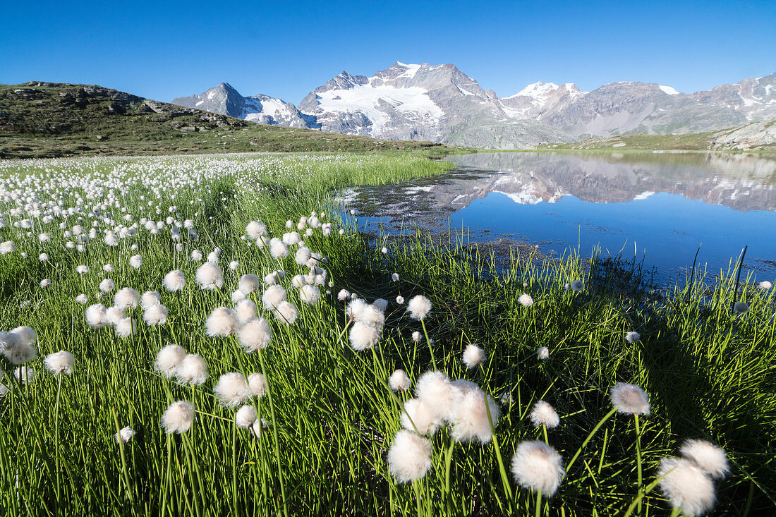 Cotton grass frames snowy peaks reflected in water, Val Dal Bugliet, Bernina Pass, Canton of Graubunden, Engadine, Switzerland, Europe