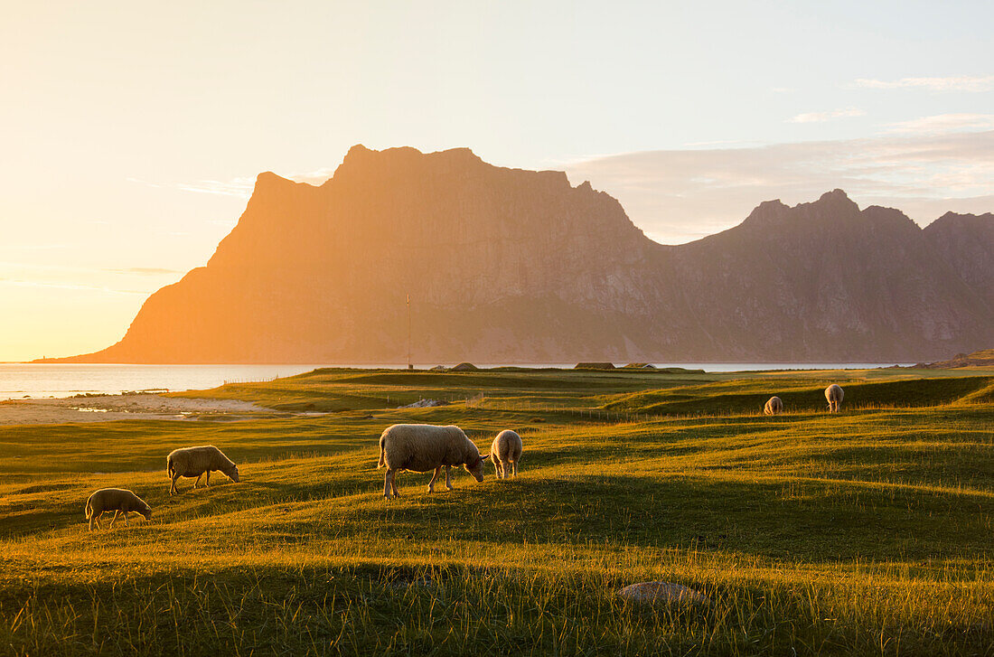 Sheep grazing in the green meadows lit by midnight sun reflected in sea, Uttakleiv, Lofoten Islands, Northern Norway, Scandinavia, Europe