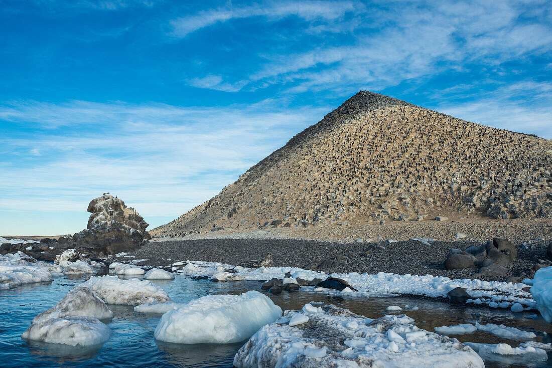 Mountain full of imperial shags (Phalacrocorax atriceps), Paulet Island, Antarctica, Polar Regions