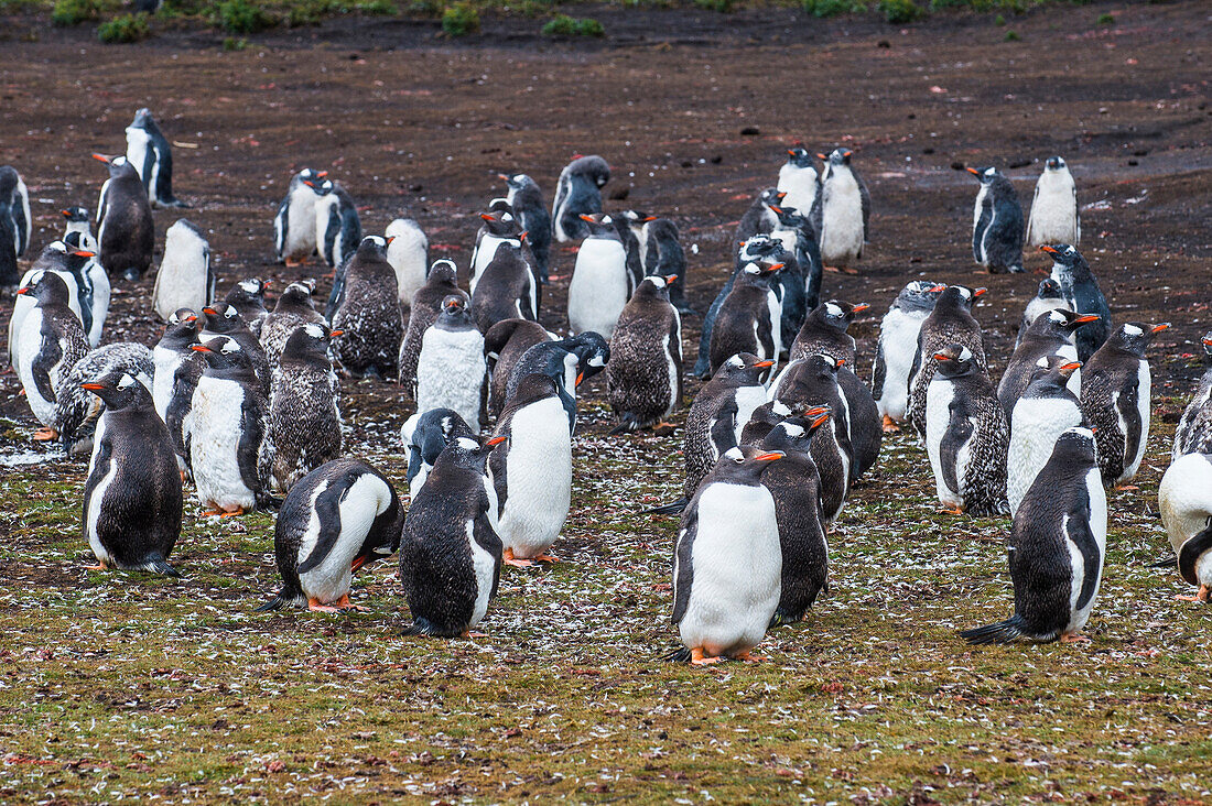 Magellanic penguin (Spheniscus magellanicus) colony, Carcass Island, West Falklands, Falkland Islands, South America