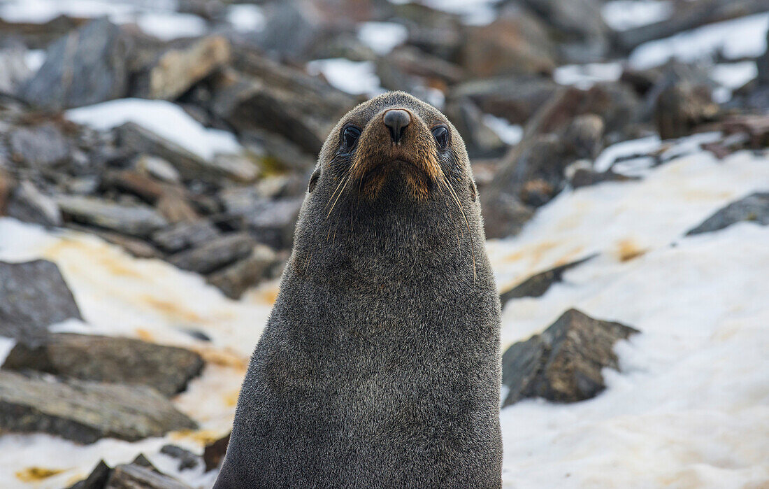 Antarctic fur seal (Arctocephalus gazella), Coronation Island, South Orkney Islands, Antarctica, Polar Regions