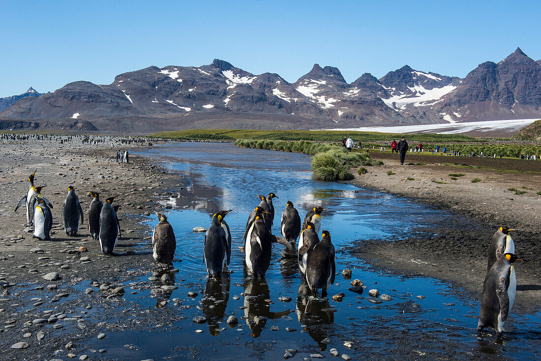 King penguins (Aptenodytes patagonicus), Salisbury Plain, South Georgia, Antarctica, Polar Regions