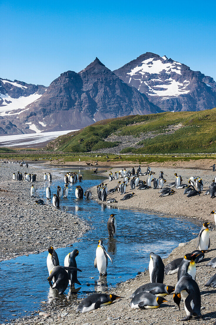 King penguins (Aptenodytes patagonicus) in beautiful scenery, Salisbury Plain, South Georgia, Antarctica, Polar Regions