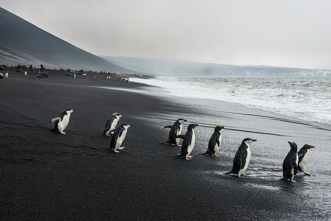 Chinstrap penguin group (Pygoscelis antarctica), Saunders island, South Sandwich Islands, Antarctica, Polar Regions