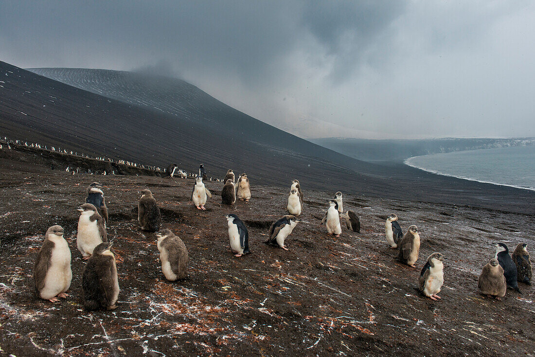 Chinstrap penguin colony (Pygoscelis antarctica), Saunders Island, South Sandwich Islands, Antarctica, Polar Regions