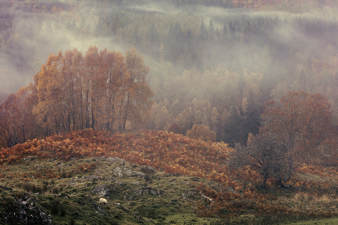 Autumn mist rolls through the River Tummel valley near Pitlochry in the Scottish Highlands, Scotland, United Kingdom, Europe