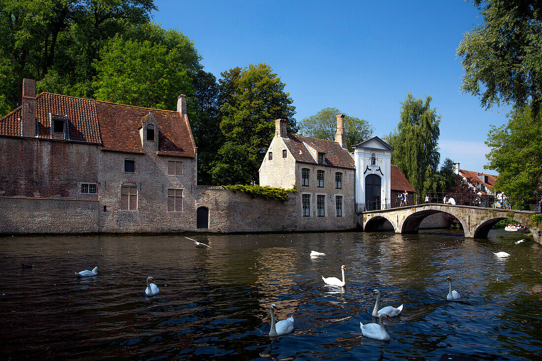 Mute swans (Cygnus olor), at the Minnewater Lake and Begijnhof Bridge with entrance to Beguinage, Bruges, Belgium, Europe