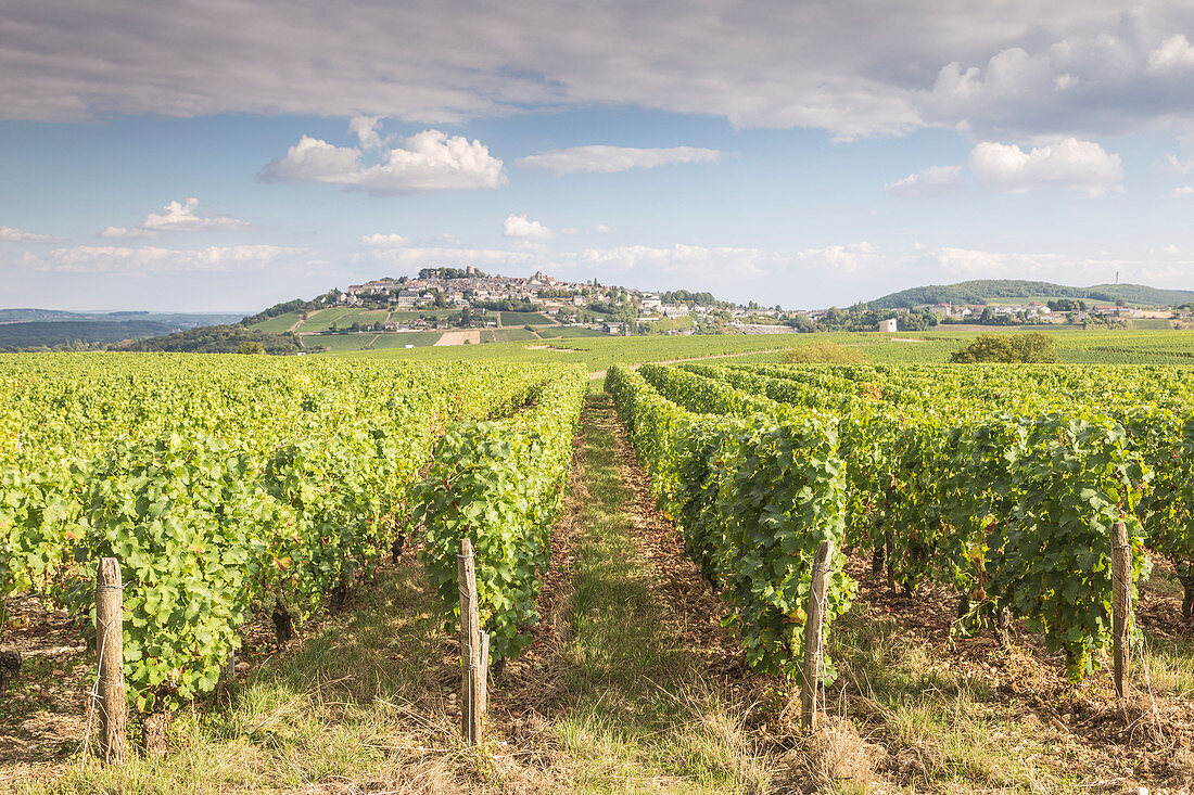 The vineyards of Sancerre, known for its fine wines from grape varities such as pinot noir and sauvignon blanc, France, Europe