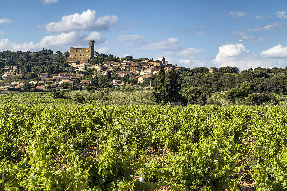 vineyards at Chateauneuf du Pape, Vaucluse, Provence, France