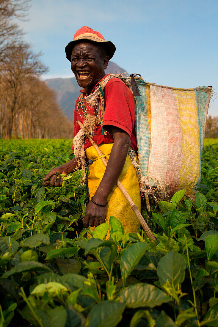 Central Africa, Malawi, Blantyre district, Tea farms