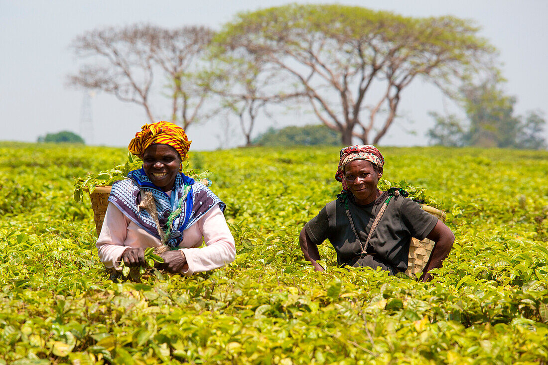 Central Africa, Malawi, Blantyre district, Tea farms