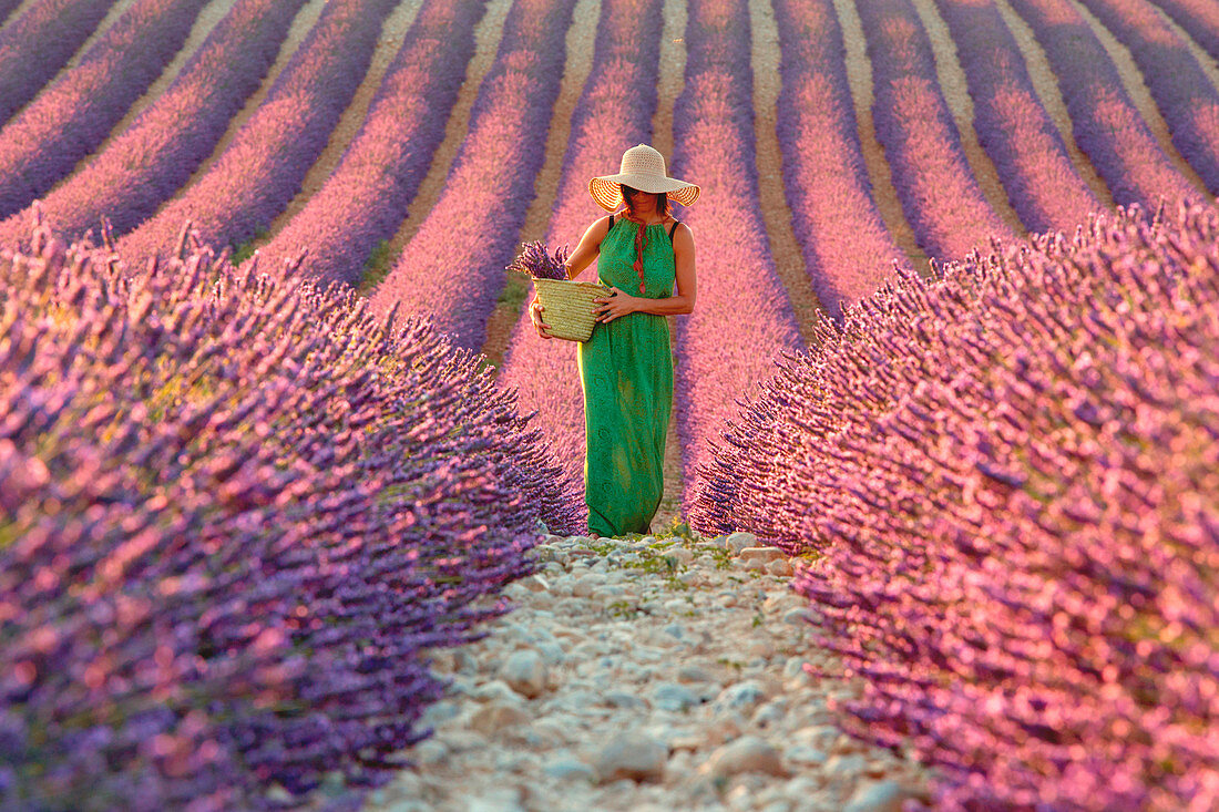 Europe, France, Provence Alpes Cote d'Azur, Plateau de Valensole, Woman in lavender field
