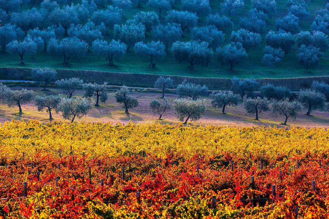 Europe, Italy, Umbria, Perugia district, Vineyards and olive trees of Montefalco