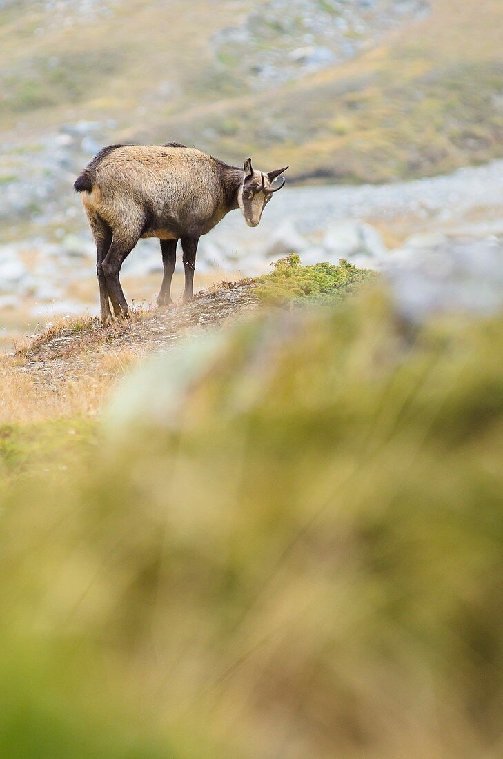 A chamois in high quote, on autumnal grasslands, Valsavarenche, Gran Paradiso National Park, Aosta valley, Italy