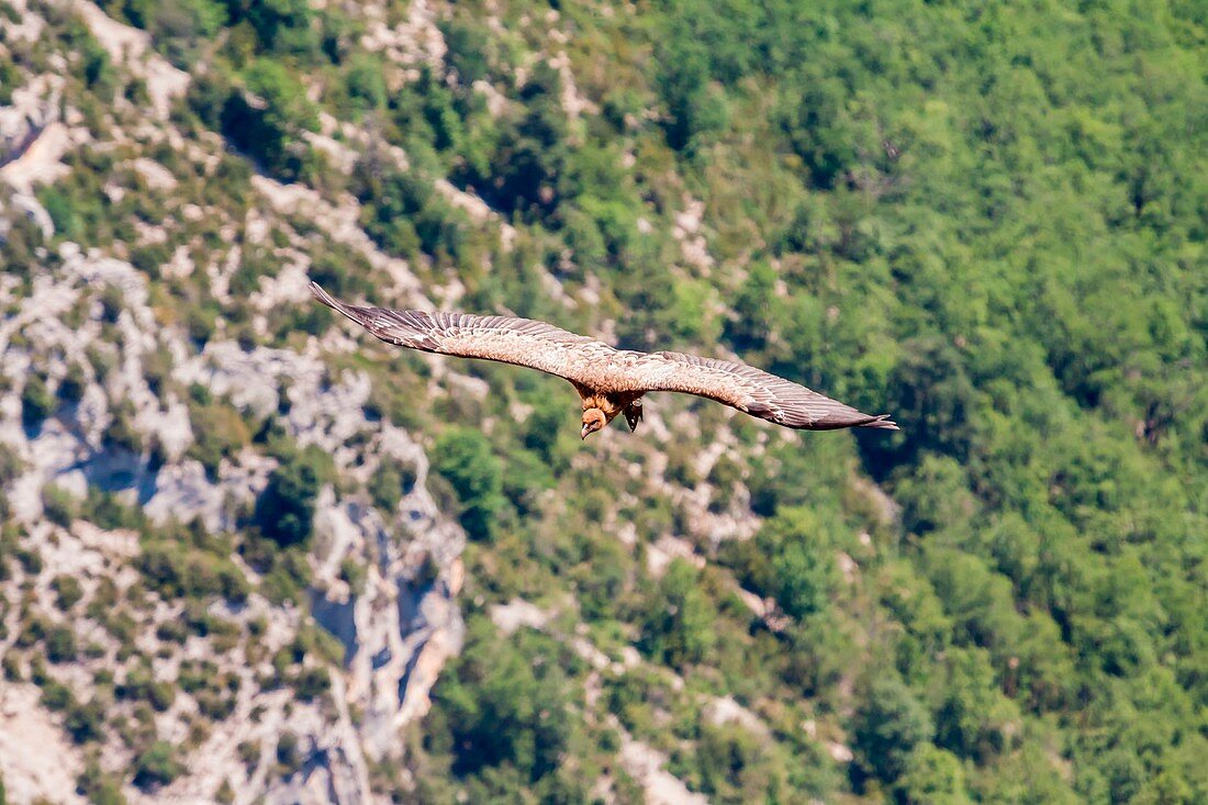 Griffon over Gorges du Verdon, Provence, Alpes, Cote d'Azur, France