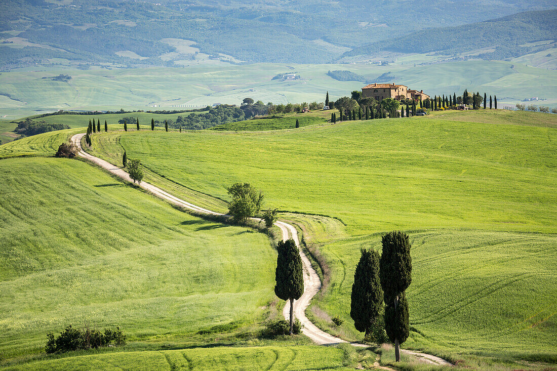 Road with cypresses and a farmhouse, Orcia Valley, Siena district, Tuscany, Italy