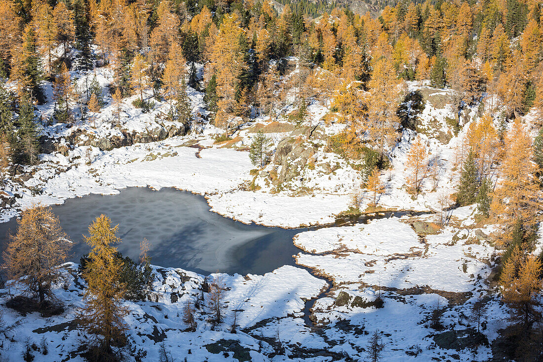 Aerial view of Mufule Lake surrounded by autumnal larches and snow, Valmalenco, Valtellina, Sondrio, Lombardy, Italy, Europe