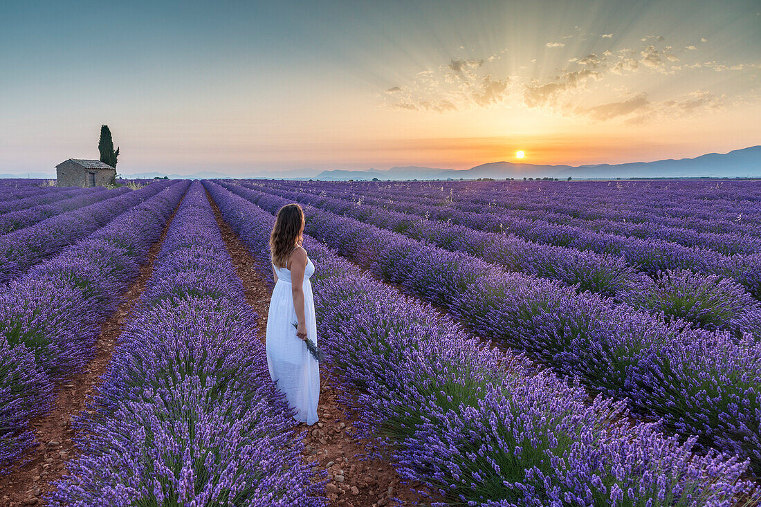 Woman at dawn in a lavender field, Plateau de Valensole, Alpes, de, Haute, Provence, Provence, Alpes, C+¦te d'Azur, France, Europe