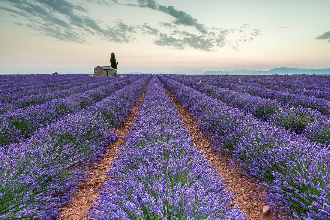Lavender raws and house, Plateau de Valensole, Alpes, de, Haute, Provence, Provence, Alpes, Cote d'Azur, France, Europe